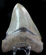 Serrated, Fossil Megalodon Tooth - Great Color #76554-1